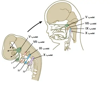 شکل گیری اعصاب زبان