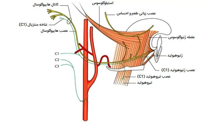 اعصاب چشایی و حس زبان