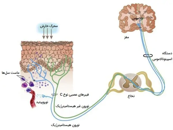 مسیر حسی خارش