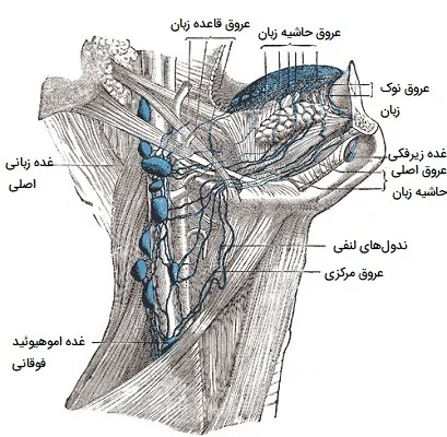 عروق و غدد لنفاوی زبان