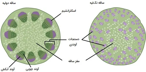 ساقه تک لپه و دو لپه