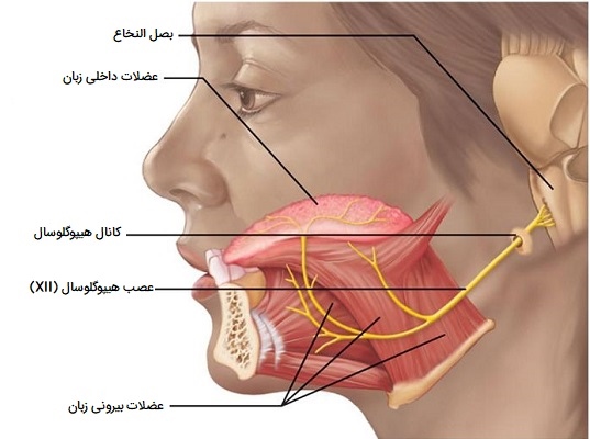 اعصاب حرکتی زبان