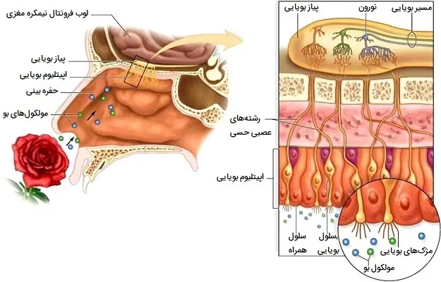 سیستم بویایی