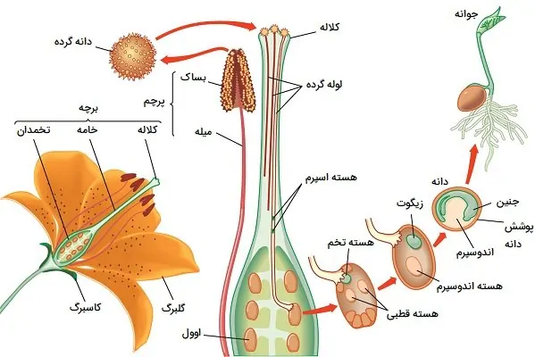 اندوسپرم گیاهان گلدار