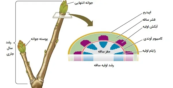 رشد اولیه ساقه