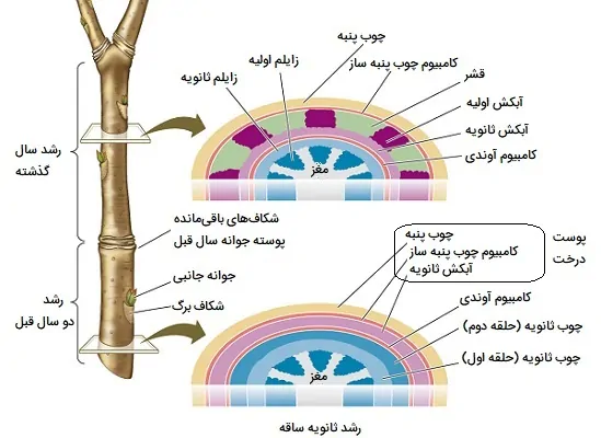 رشد ثانویه ساقه