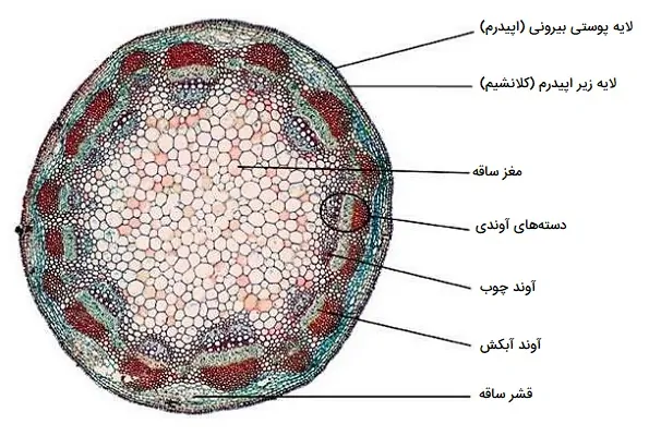 آناتومی ساقه