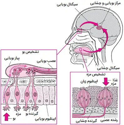 ارتباط بویایی و چشایی