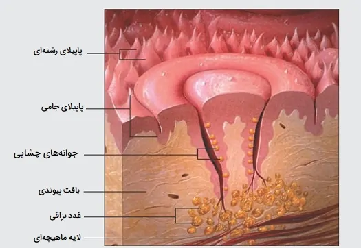 عکس جوانه های چشایی