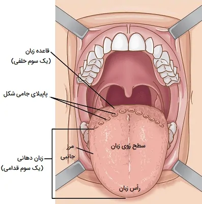 قسمت های مختلف زبان