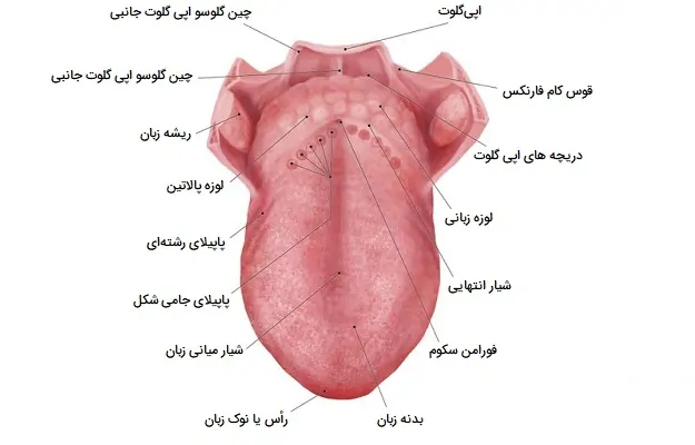 آناتومی زبان انسان