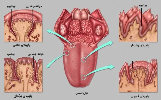 عکس پاپیلای زبان انسان