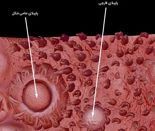 پاپیلای قارچی و جامی شکل