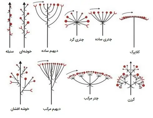 انواع گل آذین