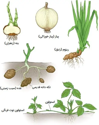 انواع ساقه عکس