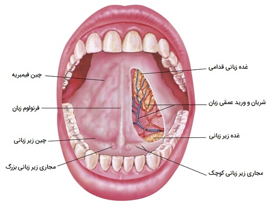 سطح زیرین زبان