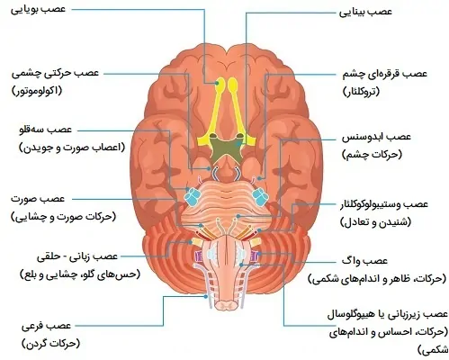 اعصاب جمجمه ای