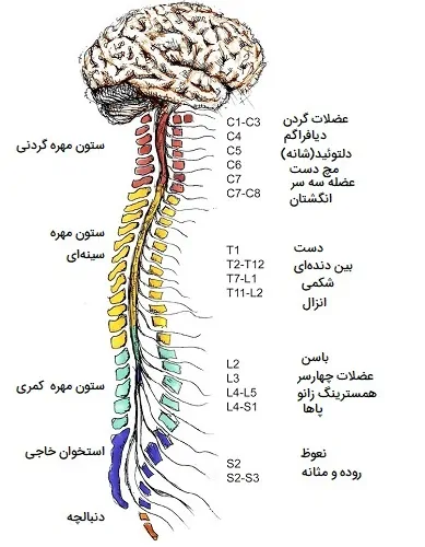 سیستم عصبی مرکزی