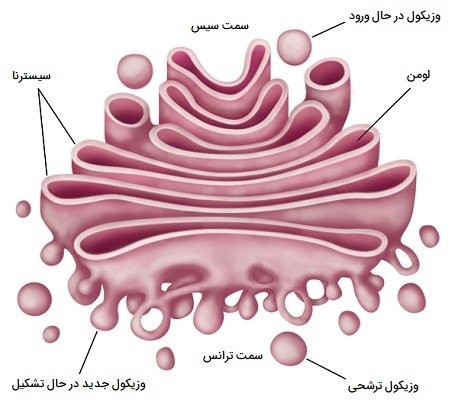 ساختار دستگاه گلژی