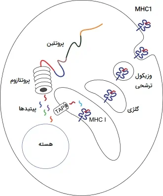 ارائه آنتی ژن