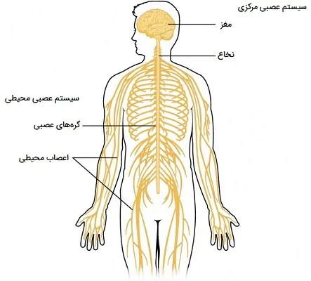 کار سیستم عصبی