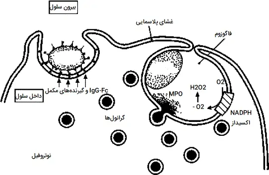 کشتن وابسطه به اکسیژن