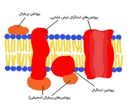پروتئین‌های پریفرال