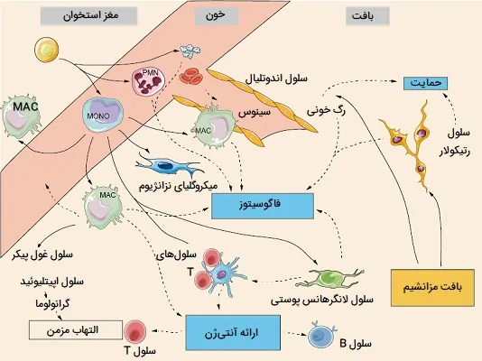 سیستم رتیکواندوتلیال