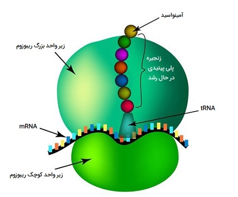 ساختار ریبوزوم