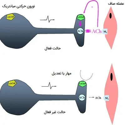 تعدیل کننده های عصبی