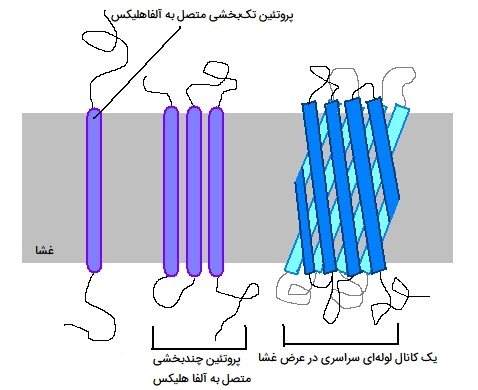 پروتئین‌های اینتگرال