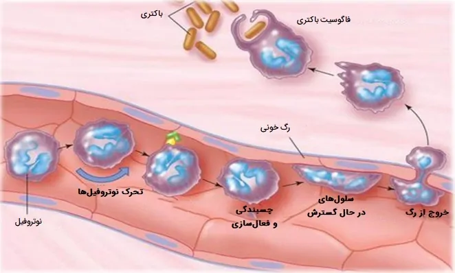 فعال سازی فاگوسیت ها