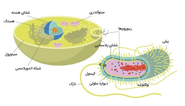 تفاوت سلول جانوری و باکتری