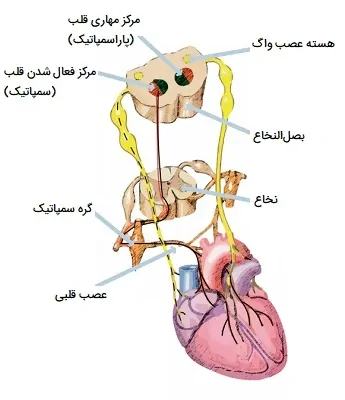 کنترل عصبی گردش خون