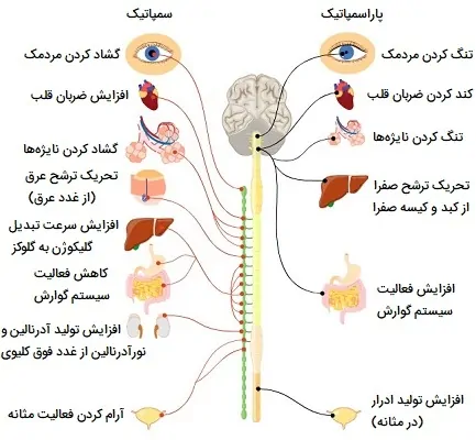 سیستم عصبی خودمختار