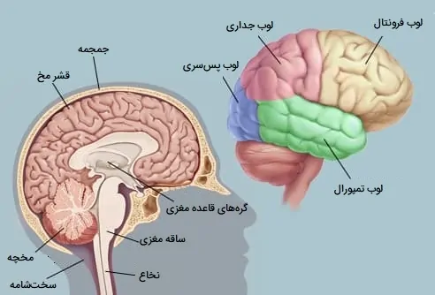 آناتومی مغز