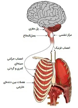 تنظیم عصبی تنفس