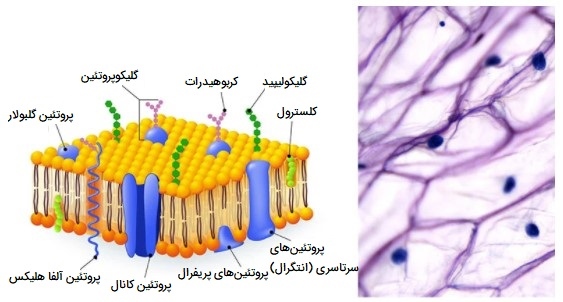 ساختار غشای سلول