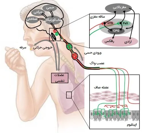 تنظیم عصبی سرفه