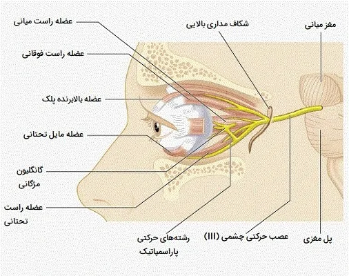 مسیر عصبی پلک زدن