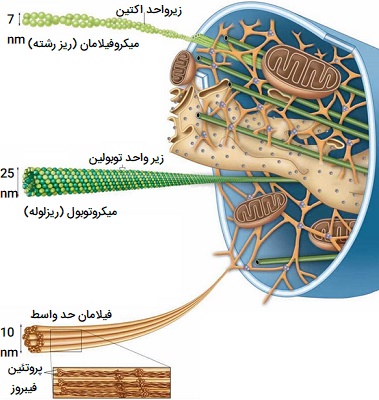 ساختار اسکلت سلولی