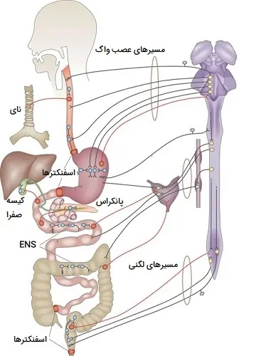 تنظیم عصبی گوارش