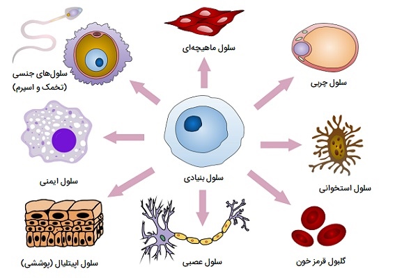 انواع سلول انسان