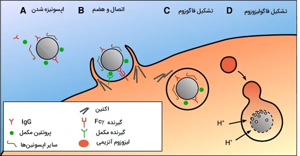 هضم و بلع فاگوسیت