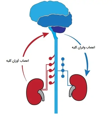 تنظیم عصبی کلیه ها