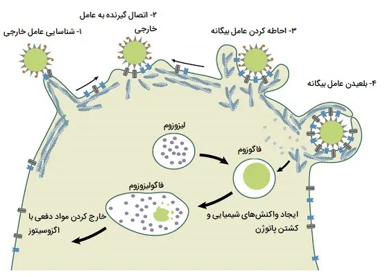 فاگوسیتوز یا بیگانه خواری