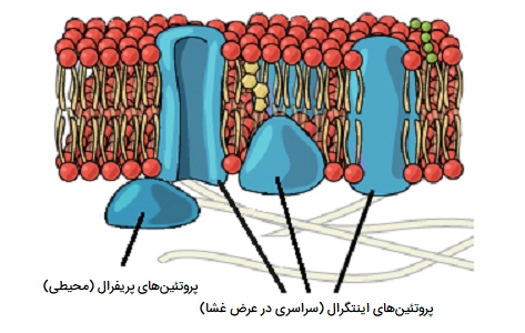 پروتئین های غشایی