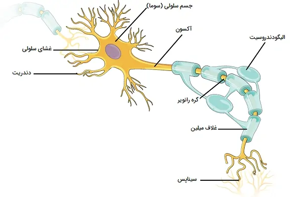 ساختار نورون