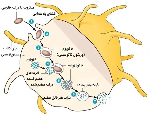 مراحل بیگانه خواری