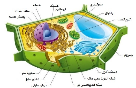 اجزای سلول گیاهی